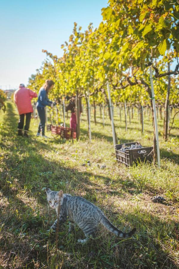 Agriturismo Bellofatto Torella dei Lombardi Экстерьер фото